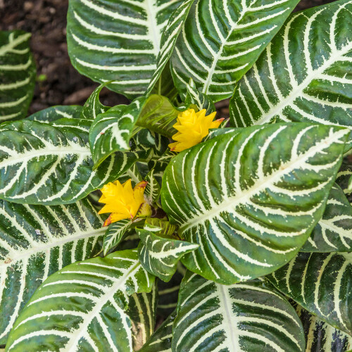 Gardeners Dream Aphelandra Green (12cm) V2