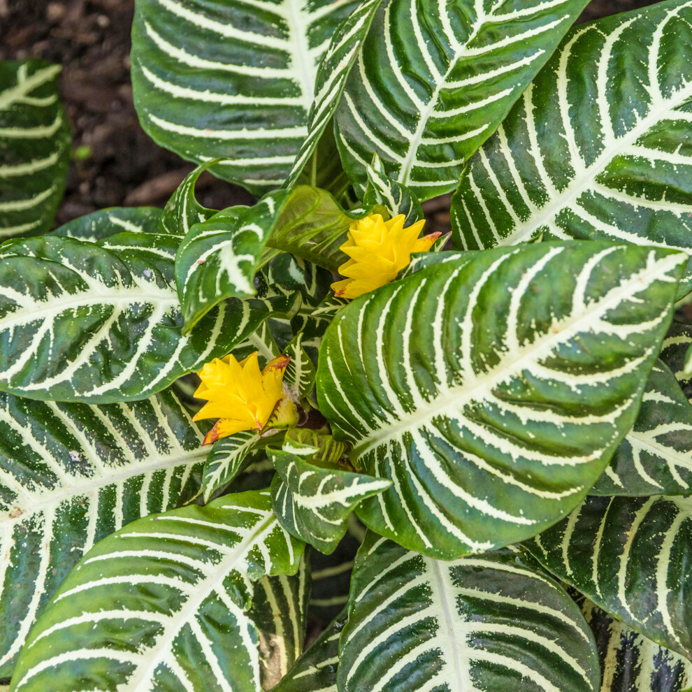 Gardeners Dream Aphelandra Green (12Cm) V2