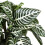 Gardeners Dream Aphelandra Green (12cm) V2 4