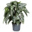 Gardeners Dream Aphelandra Green (12cm) V2 3