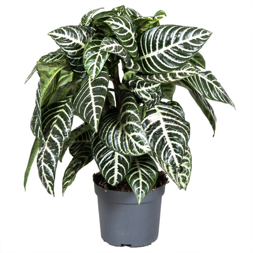 Gardeners Dream Aphelandra Green (12cm) V2 2