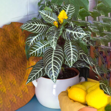 Aphelandra Green (12cm) V3