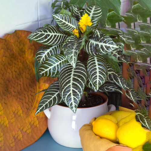 Gardeners Dream Aphelandra Green (12cm) V3