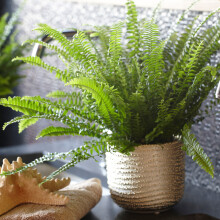 Nephrolepis Boston Fern – Lush Indoor Fern, 25-35cm Potted Plant for Home or Office (PLANTS_NEPBOS_12CM_V1)
