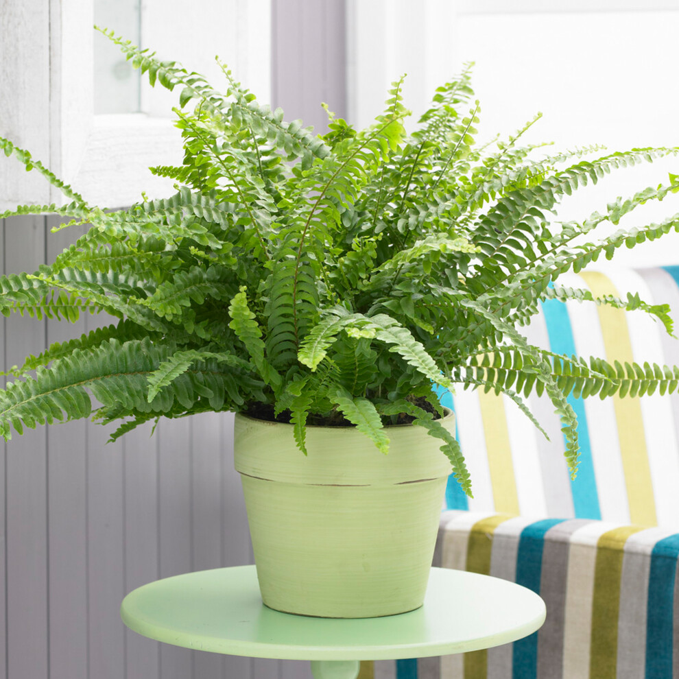 Stunning Nephrolepis Boston Fern Reliable Unique House Plant (25-35cm Incl. Pot) - Image 3