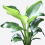 Gardeners Dream Strelitzia (12cm) 5