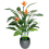 Gardeners Dream Strelitzia (12cm) 3