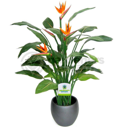 Gardeners Dream Strelitzia (12cm) 2