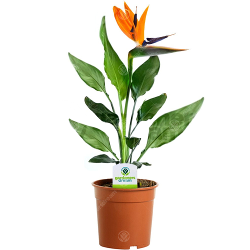 Gardeners Dream Strelitzia (12cm)