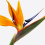 Gardeners Dream Strelitzia (12cm) 4