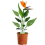Gardeners Dream Strelitzia (12cm) 2