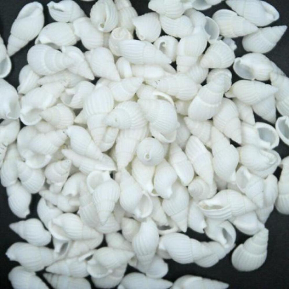 100 Pieces Small Sea Shell Beautiful Top Rare Real Conches Xmas Gift