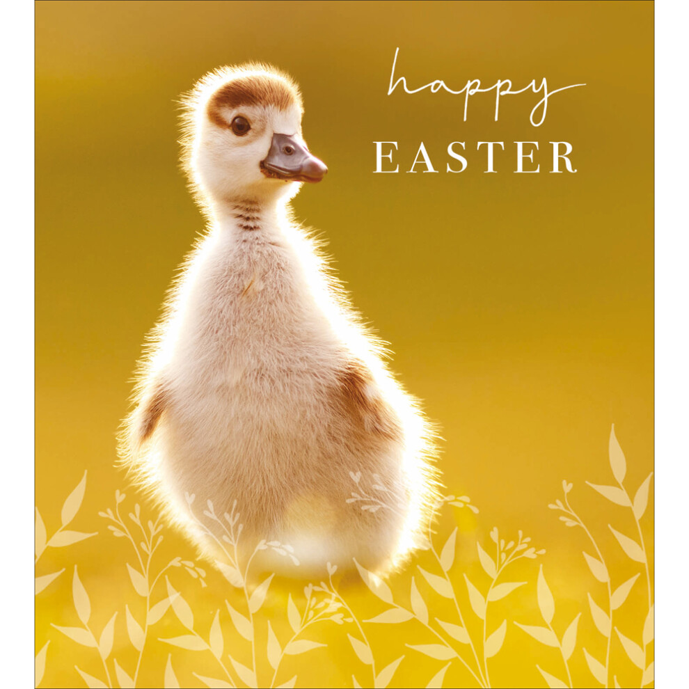 Pack Of 5 Happy Easter Quack-Tastic Cuteness Pack Of Easter Greeting Cards