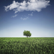 Tree In Field Blank Any Occasion Greeting Card Second Nature Gallery Cards
