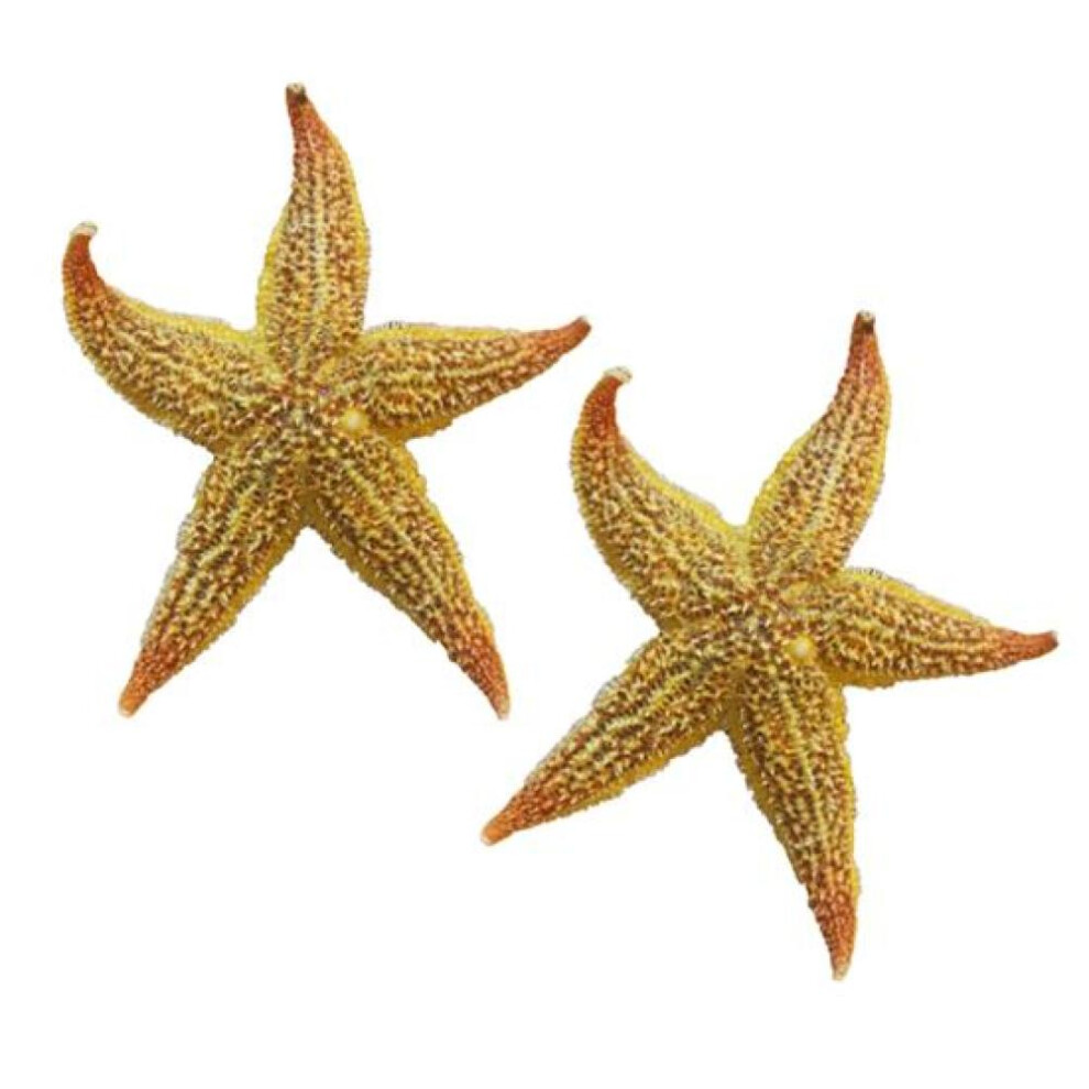 2Pcs Dried Starfish Wedding Party Sea Star Beach Craft Home Decoration