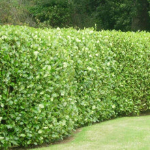 50 Griselinia Littoralis Hedging Evergreen Plants Fast Growing 30-45cm Potted