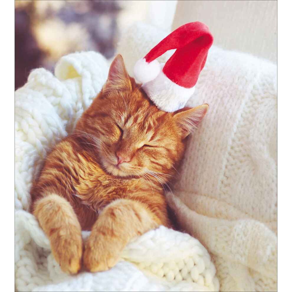 Pack Of 5 Cosy Christmas Purrfect Santa Cat Charity Christmas Cards