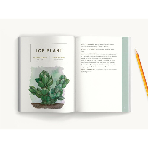 Succulents 1