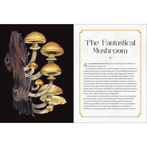 Mystical Mushrooms 1
