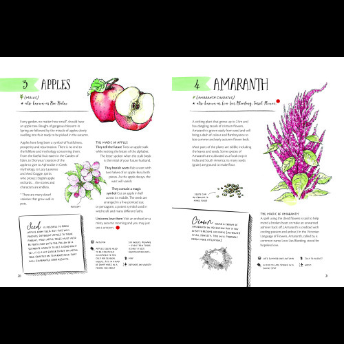 The Magic of Seeds 2