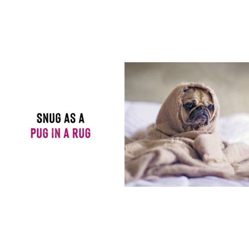 Funny Dogs 1