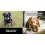 Funny Dogs 3