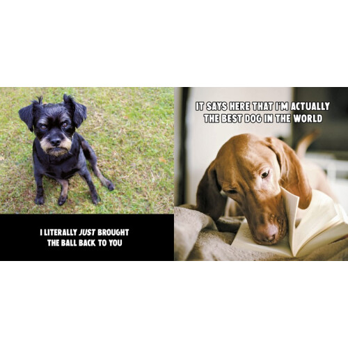 Funny Dogs 2