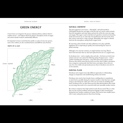 Woodland Wisdom Book 2