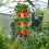 8 Hole Plant Growing Kits Upside Down Tomato Planter Vertical Hanging 5