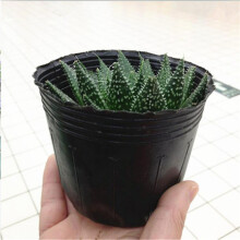 300pcs Pots Plant Growing Kits Degradable Flower Pot Gardening Pot Planter