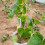 Shaped th Plant Growing Kits Mold Cucumber Molds Vegetable Forming Shaping 3