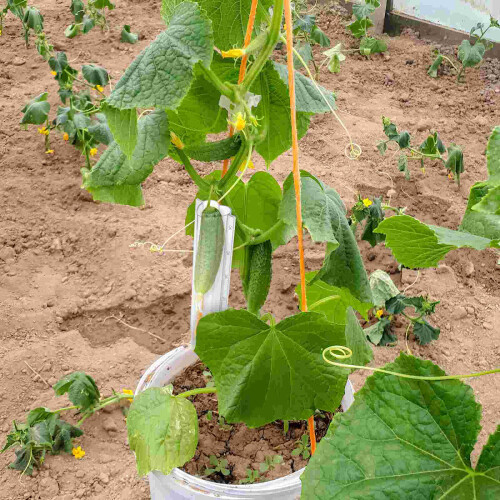 Shaped th Plant Growing Kits Mold Cucumber Molds Vegetable Forming Shaping 2
