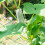 Shaped th Plant Growing Kits Mold Fruit Vegetable ing Molds Shaping Cucumber 3