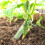 Shaped th Plant Growing Kits Mold Fruit Vegetable ing Molds Shaping Cucumber 4