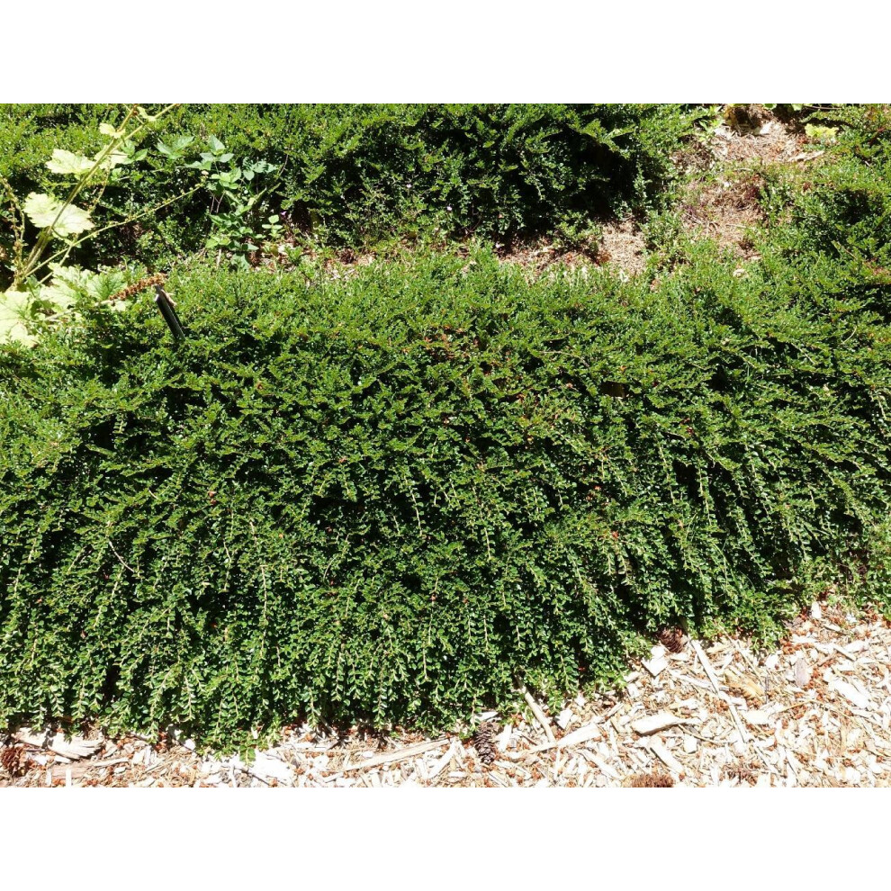 Directplants (Pack Of 18) Ground Cover Garden Border Mix Large Mature Plants