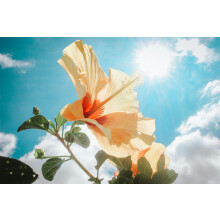 (Pack of 24) Full Sun Hardy Plant Garden Border Mature Plants
