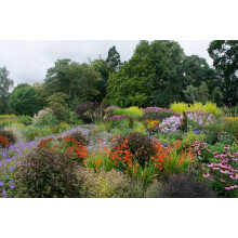 (Pack of 18) Hardy Flowering Herbaceous Perennial Garden Border Plants