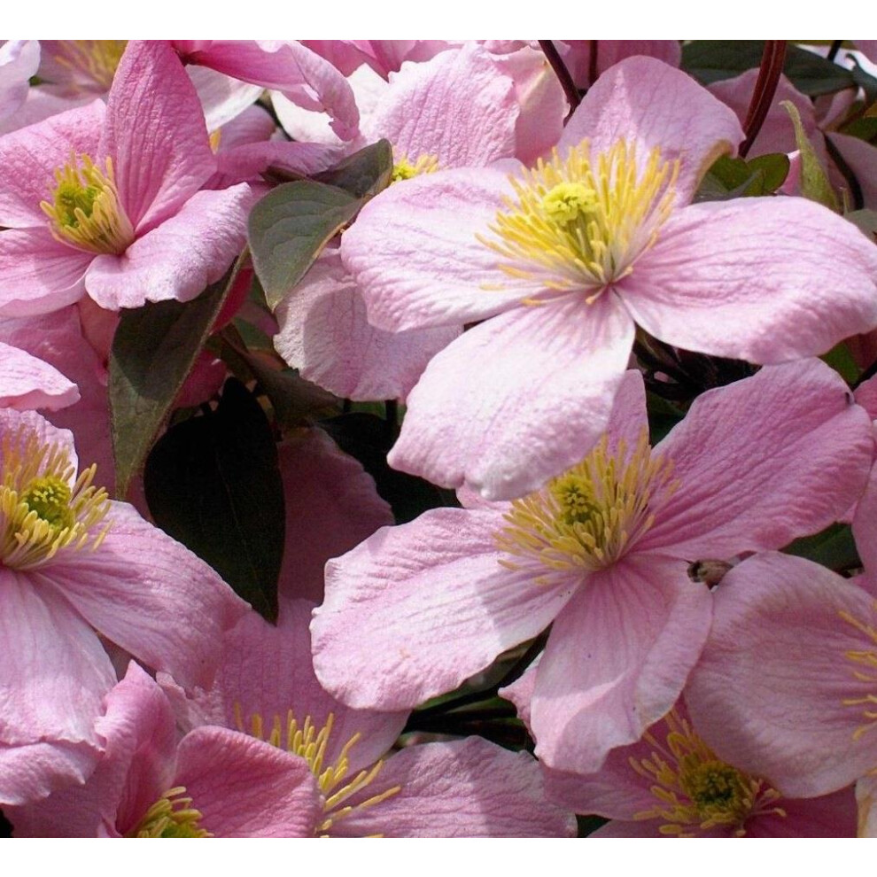 Direct Plants 6X Mixed Large Clematis Climbing Plant Selection Pack 3Ft In 3L Pots