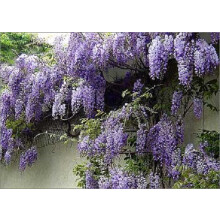 5x Mixed Large Wisteria Climbing Plant Selection Pack Grafted Plants