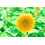 1000+ ????sp???? ??a f?te?s? ?e?  ????? p?? de? e??a? G??,   a???? s?s?e?as?a t?? 1 4