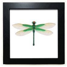 Traditional Chinese Kite Dragonfly Pattern Black Square Frame Picture Wall Tabletop