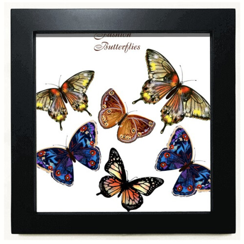 Butterflies with different colour Wings Black Square Frame Picture Wall Tabletop