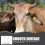 Cattle Horn Protetor Salad Dressing Trumpet Protective Cover Abutment Practical Protector 6