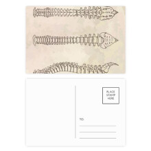 Skeleton Sketch Spine Human Postcard Set Birthday Mailing Thanks Greeting Card