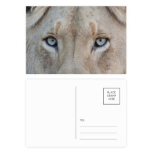 m Animal White Lion Postcard Set Birthday Mailing Thanks Greeting Card