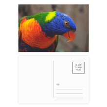 Pcture m Animal Parrot Postcard Set Birthday Mailing Thanks Greeting Card