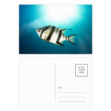 Marine Organism Tropical Sea Fish Postcard Set Birthday Mailing Thanks Greeting Card