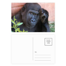 m Animal Chimpanzee Postcard Set Birthday Mailing Thanks Greeting Card
