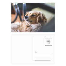 dog small animal lly photo postcard set birthday mailing thanks greeting card
