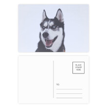 big dog snow hupicture postcard set birthday mailing thanks greeting card